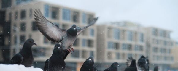 Голуби на ограде набережной Голуби на ограде набережной - Sputnik Таджикистан