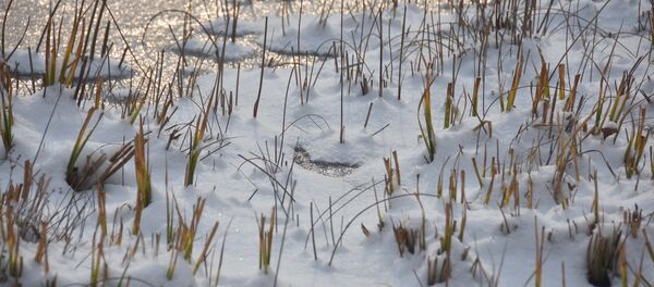 Замерший пруд в ботаническом саде, Боги Ирам, архивное фото - Sputnik Тоҷикистон