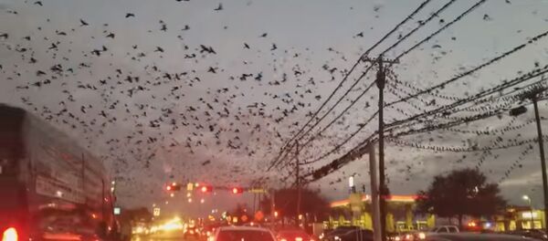 Стая птиц в Техасе - Sputnik Таджикистан