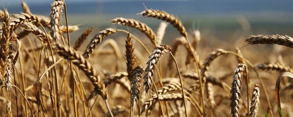 Уборка зерновых. - Sputnik Тоҷикистон