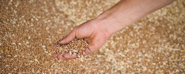 Пшеница, собранная на полях, архивное фото - Sputnik Таджикистан