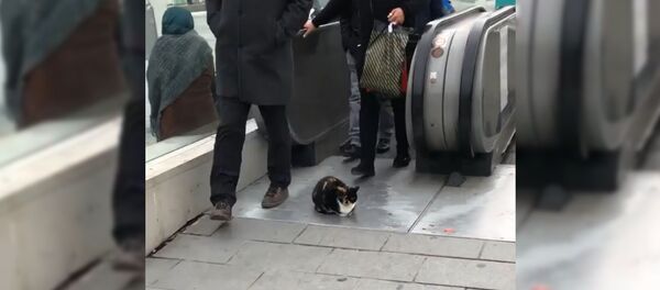 Невозмутимый кот парализовал движение на эскалаторе в Стамбуле - Sputnik Таджикистан