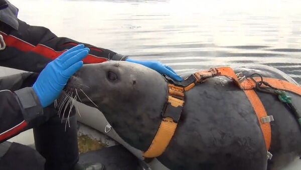 Тюленей в Мурманске тренируют для военных целей - Sputnik Таджикистан