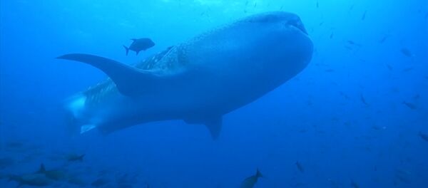 Китовая акула Китовая акула - Sputnik Таджикистан