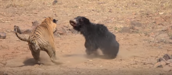 Схватка медведя с тигром - Sputnik Тоҷикистон