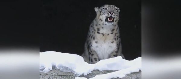 Снежный барс рыком Ау зовет весну - Sputnik Таджикистан