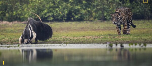Ягуар пытается напасть на гигантского муравьеда - Sputnik Таджикистан