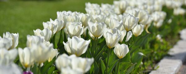 Тюльпаны, архивное фото - Sputnik Тоҷикистон