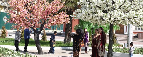 Цветущие деревья в Душанбе, архивное фото - Sputnik Таджикистан