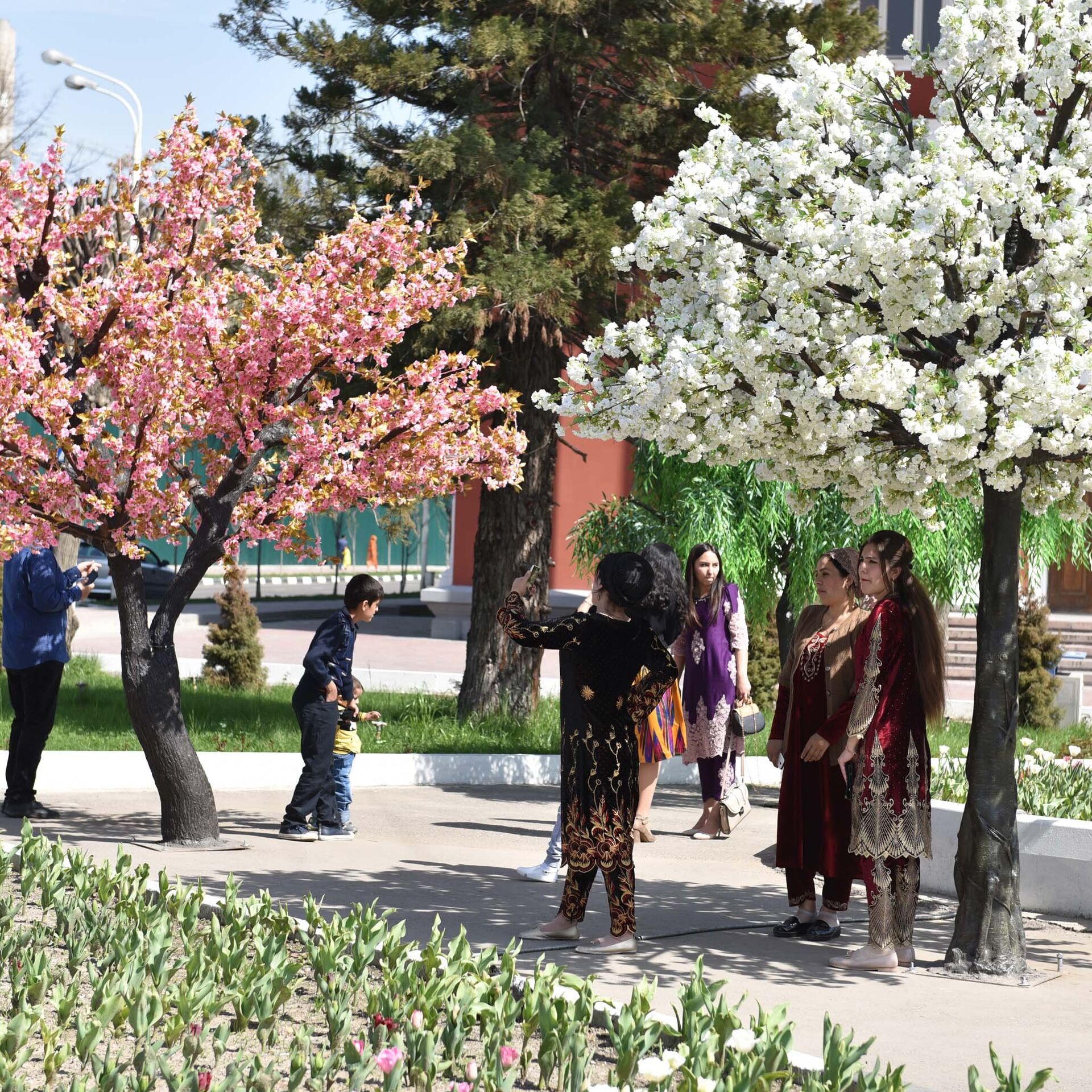 Душанбе сегодняшний день. Цветущие деревья в Душанбе весной. Весенний Душанбе. Деревья в Душанбе.