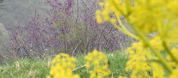 Цветущий город Душанбе, архивное фото - Sputnik Тоҷикистон