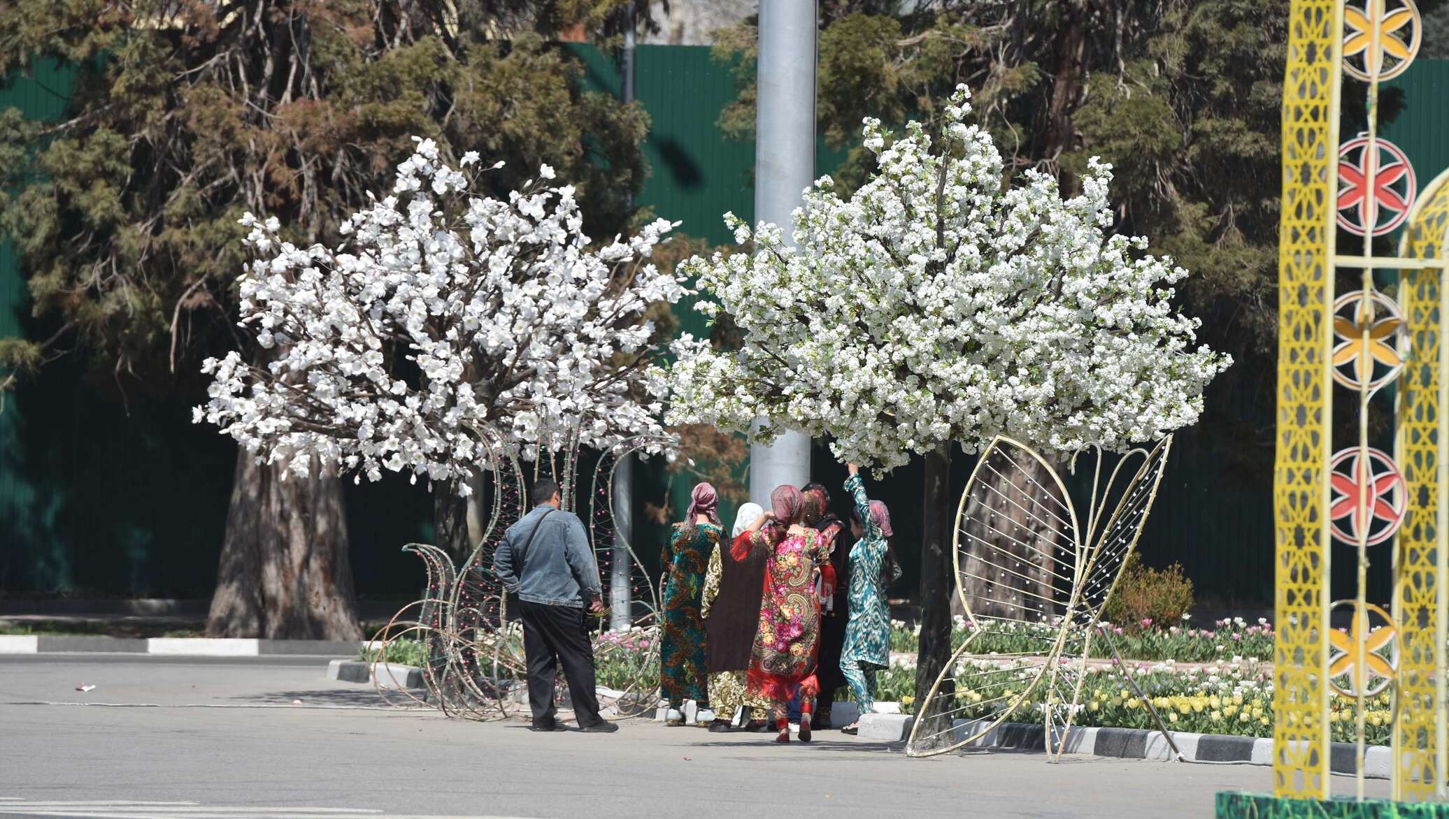 Таджикские цветы. Тюльпаны в Душанбе. Ботанический сад Душанбе.