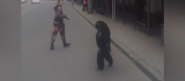 Шимпанзе сбежал из гастролирующего цирка в Краснодаре - Sputnik Тоҷикистон