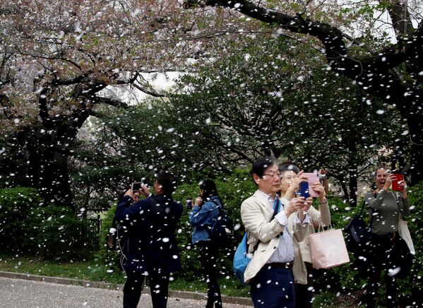 Цветение сакуры в парке Токио, Япония - Sputnik Таджикистан