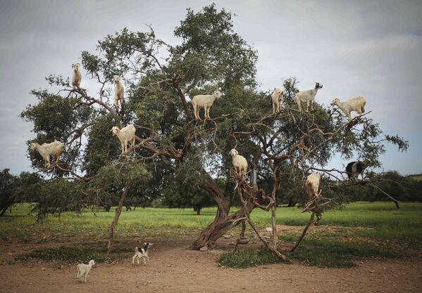 Козы ищут пропитание на Аргановом дереве на юго-западе Марокко - Sputnik Таджикистан