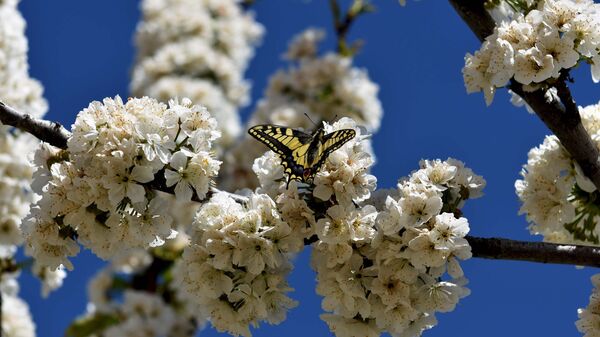 Бабочка на цветущем дереве, архивное фото - Sputnik Таджикистан