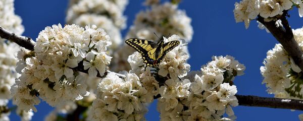 Бабочка на цветущем дереве, архивное фото - Sputnik Тоҷикистон
