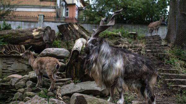Винторогий козел в Калининградском зоопарке, архивное фото - Sputnik Таджикистан