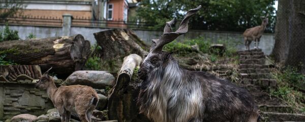 Винторогий козел в Калининградском зоопарке, архивное фото - Sputnik Тоҷикистон