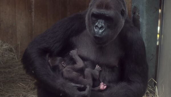 Видео редкой гориллы и ее новорожденного детеныша - Sputnik Таджикистан