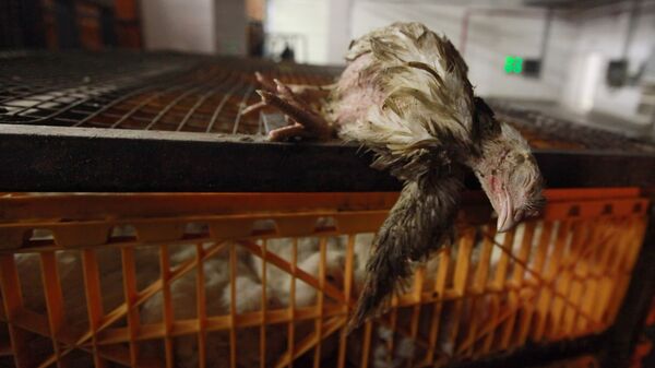 Мертвая курица, архивное фото - Sputnik Таджикистан