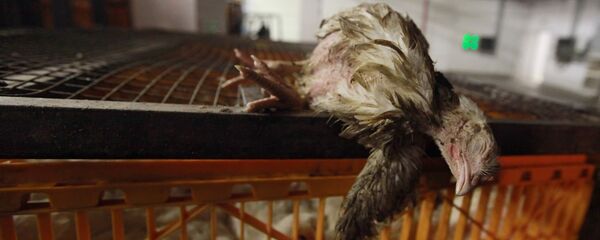 Мертвая курица, архивное фото Мертвая курица, архивное фото - Sputnik Таджикистан