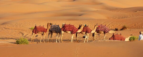 Верблюды в пустыне, архивное фото - Sputnik Тоҷикистон
