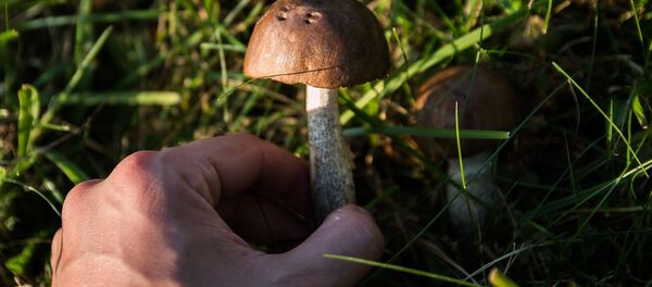 Сбор грибов, архивное фото Сбор грибов, архивное фото - Sputnik Таджикистан