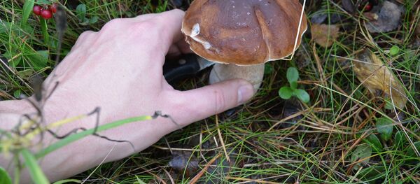 Сбор грибов, архивное фото Сбор грибов, архивное фото - Sputnik Таджикистан