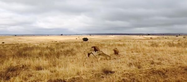 Cхватка львов попала на видео - Sputnik Таджикистан