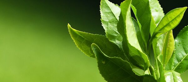 Листья чая, архивное фото - Sputnik Таджикистан