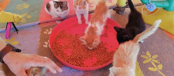 Как в Сирии спасают котят Как в Сирии спасают котят - Sputnik Таджикистан