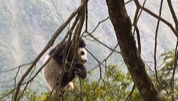 Детеныш дикой панды был впервые обнаружен в китайском заповеднике Вулонг - Sputnik Таджикистан