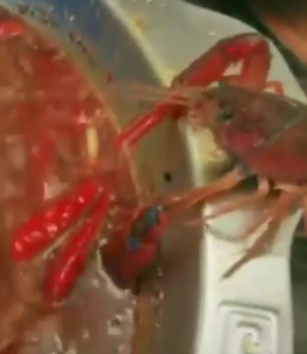 Рак оторвал себе клешню, чтобы вырваться из кастрюли с кипятком Рак оторвал себе клешню, чтобы вырваться из кастрюли с кипятком - Sputnik Таджикистан