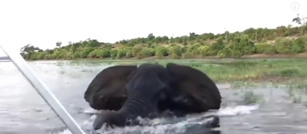 Нападение слона на лодку попало на видео - Sputnik Таджикистан