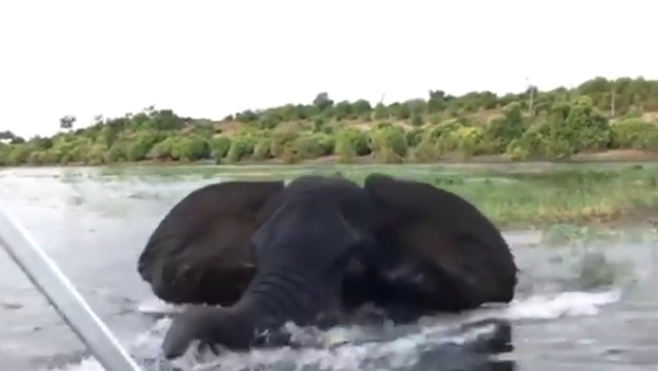 Нападение слона на лодку попало на видео - Sputnik Таджикистан