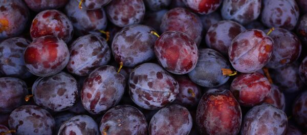 Слива, архивное фото Слива, архивное фото - Sputnik Таджикистан