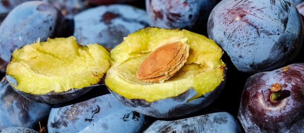 Слива, архивное фото Слива, архивное фото - Sputnik Таджикистан