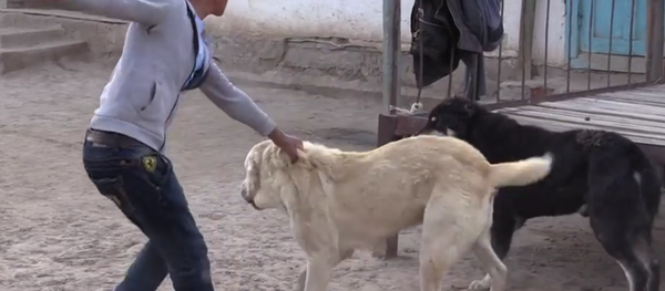 Мальчик в Таджикистане разнял среднеазиатских овчарок - Sputnik Таджикистан