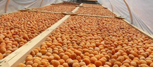 Центр по изготовлению сухофруктов  - Sputnik Таджикистан