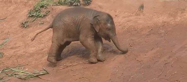 Забавные малыши-слонята - Sputnik Таджикистан