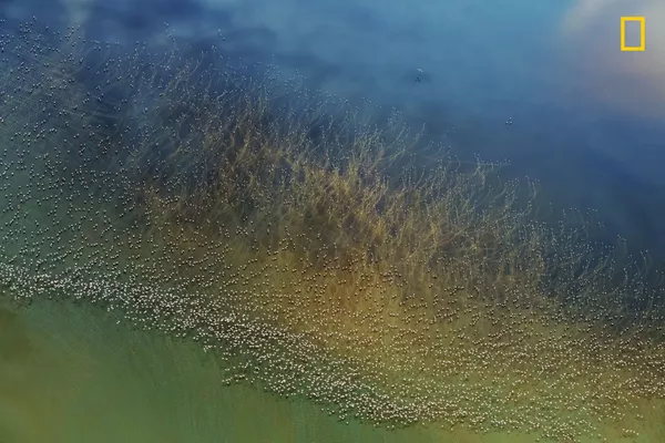 Акси Hao J. Flamingos taking off, ки ҷойи дувумро дар гурӯҳи Табиат дар озмӯни National Geographic Travel Photographer of the Year ба даст овард
