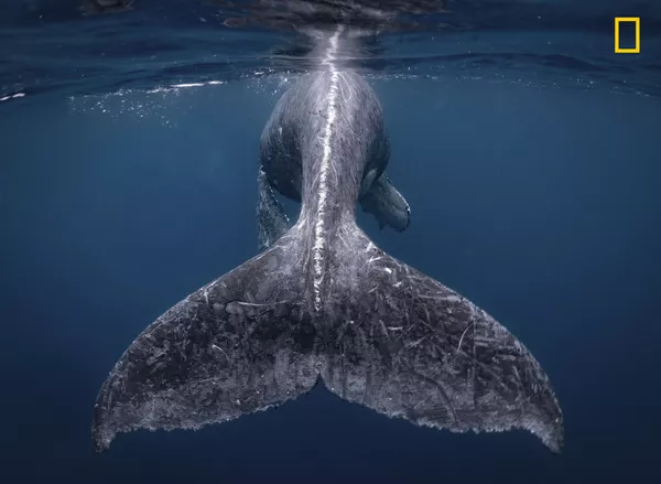 Акси Reiko Takahashi Парии обӣ, ки соҳиби ҷоизаи аввал дар озмуни  National Geographic Travel Photographer of the Year 2018 шуд