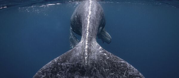 Работа фотографа Reiko Takahashi Mermaid, победившая в фотоконкурсе 2018 National Geographic Travel Photographer of the Year - Sputnik Таджикистан