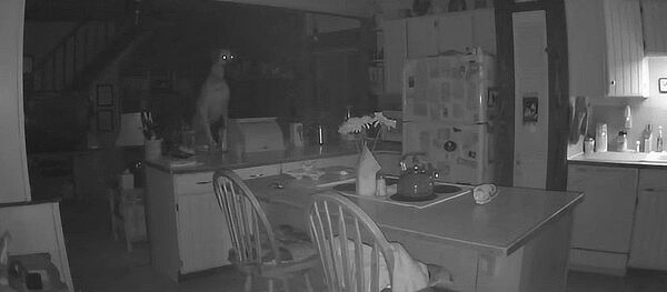 Домашние животные Ууидели настоящего призрака - Sputnik Таджикистан