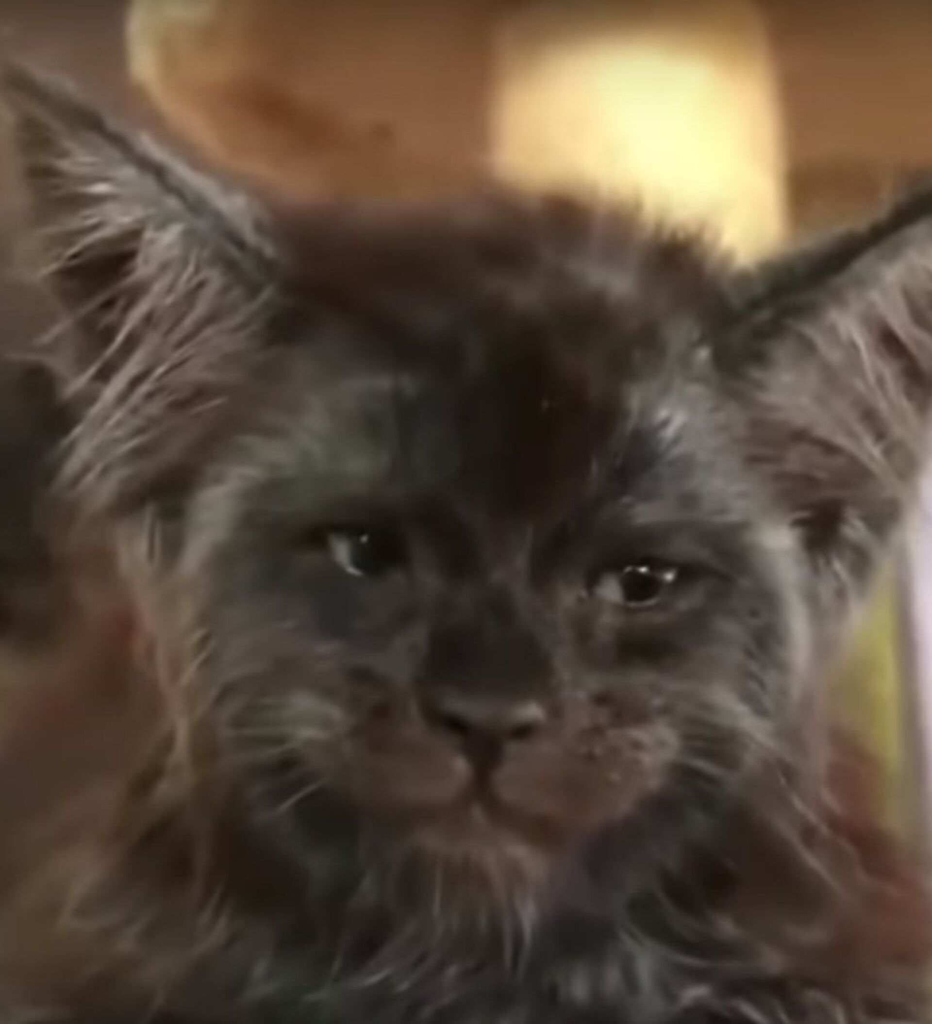 Кот с человеческим лицом захватил интернет - видео - 09.07.2018, Sputnik  Таджикистан