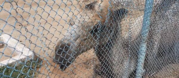 Верблюд оракул в Душанбинском зоопарке, архивное фото - Sputnik Таджикистан