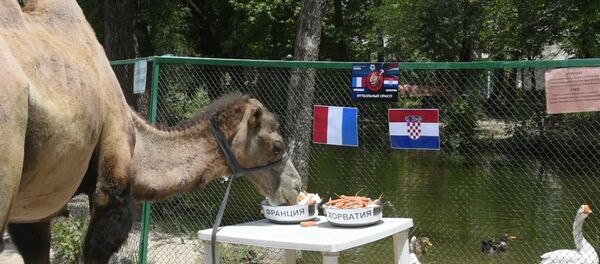 Верблюд-оракул Марья предсказала победу Франции в финале ЧМ-2018 Верблюд-оракул Марья предсказала победу Франции в финале ЧМ-2018 - Sputnik Таджикистан