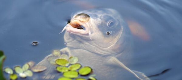 Ученые узнали, как чешутся рыбы - Sputnik Таджикистан