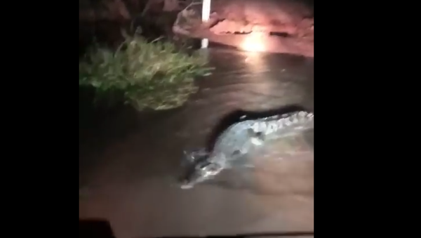 В Австралии большой крокодил преградил дорогу машине - Sputnik Тоҷикистон
